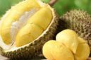 Durian matang siap disantap, dikenal sebagai Raja Buah tropis yang kaya manfaat dan lezat.