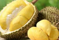 Durian matang siap disantap, dikenal sebagai Raja Buah tropis yang kaya manfaat dan lezat.