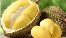 Durian matang siap disantap, dikenal sebagai Raja Buah tropis yang kaya manfaat dan lezat.