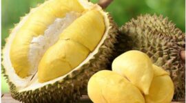 Durian matang siap disantap, dikenal sebagai Raja Buah tropis yang kaya manfaat dan lezat.