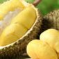 Durian matang siap disantap, dikenal sebagai Raja Buah tropis yang kaya manfaat dan lezat.