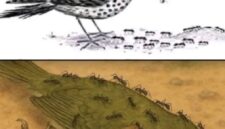 Burung dan semut sebagai simbol perubahan waktu dan kehidupan