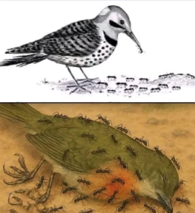 Burung dan semut sebagai simbol perubahan waktu dan kehidupan