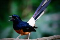 Burung murai dengan kicauan merdu yang memikat hati, menjadi daya tarik para pecinta burung kicau.
