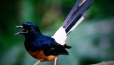 Burung murai dengan kicauan merdu yang memikat hati, menjadi daya tarik para pecinta burung kicau.