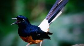 Burung murai dengan kicauan merdu yang memikat hati, menjadi daya tarik para pecinta burung kicau.
