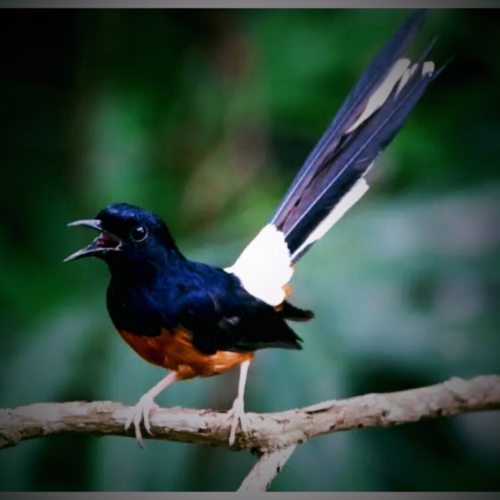 Burung murai dengan kicauan merdu yang memikat hati, menjadi daya tarik para pecinta burung kicau.