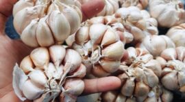 Bawang putih bukan hanya penyedap, tapi juga ramuan alami untuk tubuh.