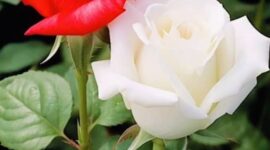 Rangkaian mawar merah dan putih yang merepresentasikan keindahan, makna, dan keseimbangan perasaan.