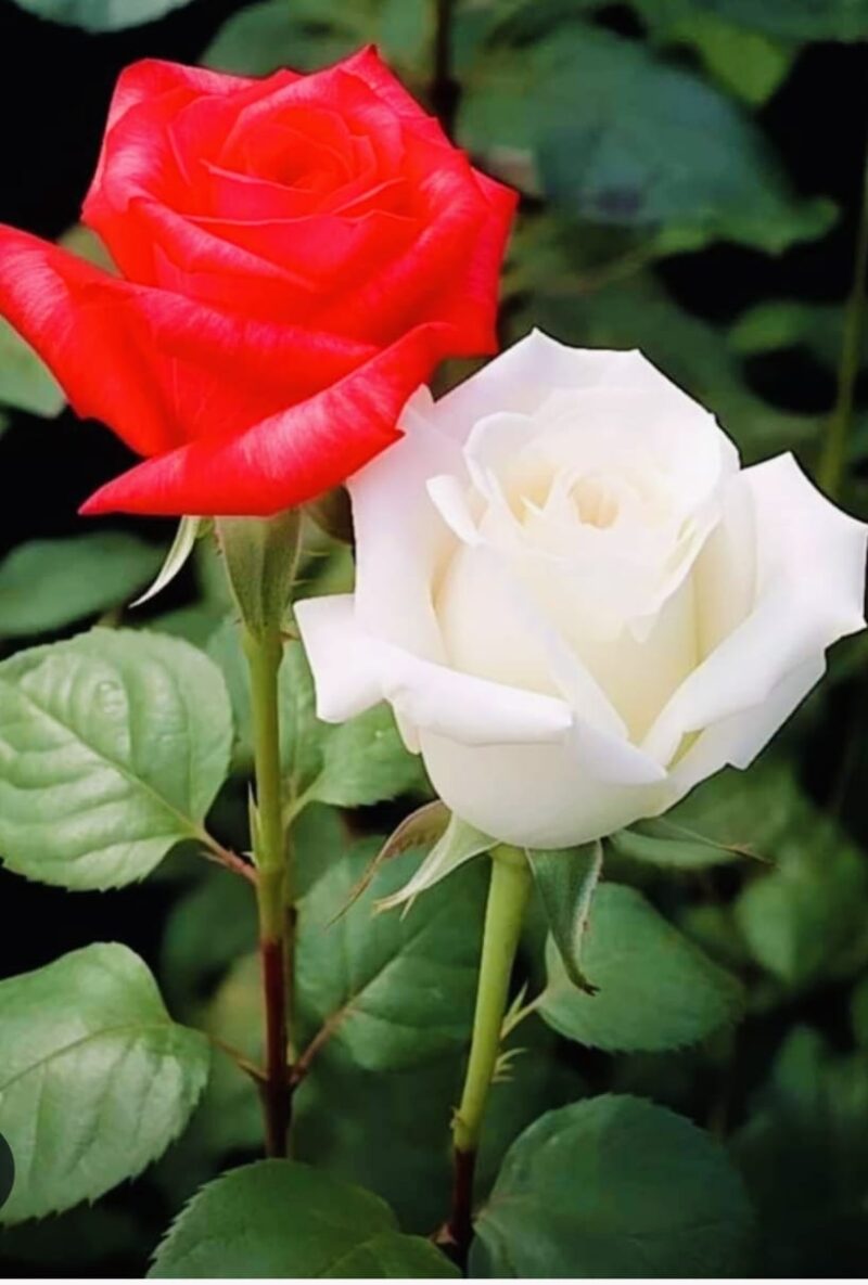 Rangkaian mawar merah dan putih yang merepresentasikan keindahan, makna, dan keseimbangan perasaan.