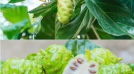 Buah mengkudu dikenal sebagai tanaman herbal tradisional yang telah dimanfaatkan masyarakat sejak lama.