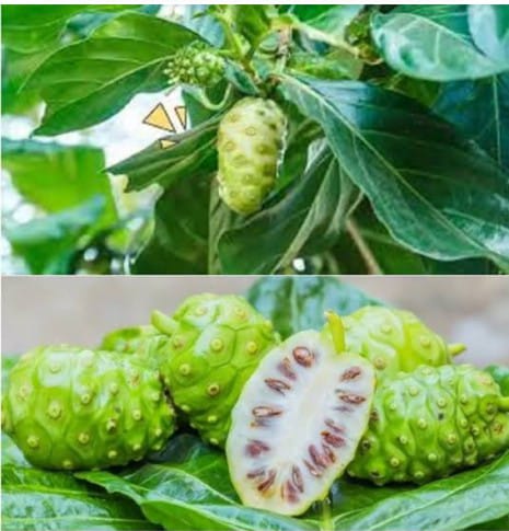 Buah mengkudu dikenal sebagai tanaman herbal tradisional yang telah dimanfaatkan masyarakat sejak lama.