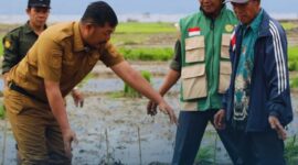 Bupati Kerinci Monadi, S.Sos., M.Si turun langsung ke sawah memimpin penanaman padi varietas Ciherang dengan metode SRI di Desa Pendung Talang Genting, Kecamatan Danau Kerinci