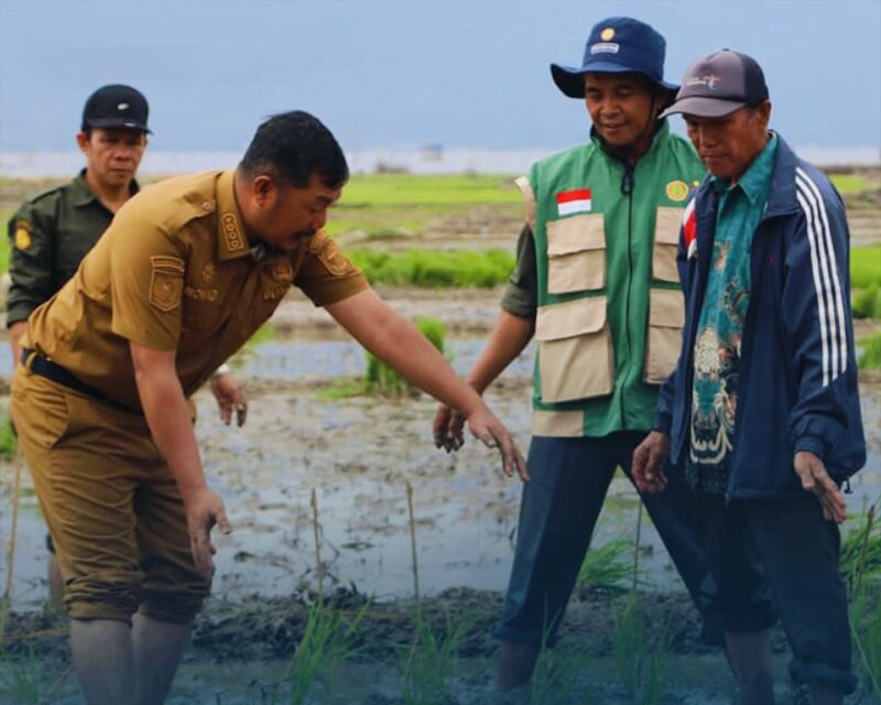 Bupati Kerinci Monadi, S.Sos., M.Si turun langsung ke sawah memimpin penanaman padi varietas Ciherang dengan metode SRI di Desa Pendung Talang Genting, Kecamatan Danau Kerinci