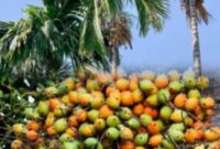 Buah pinang (Areca catechu L.) yang dikenal sebagai tanaman obat tradisional dengan berbagai manfaat kesehatan.