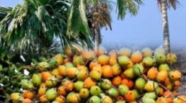 Buah pinang (Areca catechu L.) yang dikenal sebagai tanaman obat tradisional dengan berbagai manfaat kesehatan.