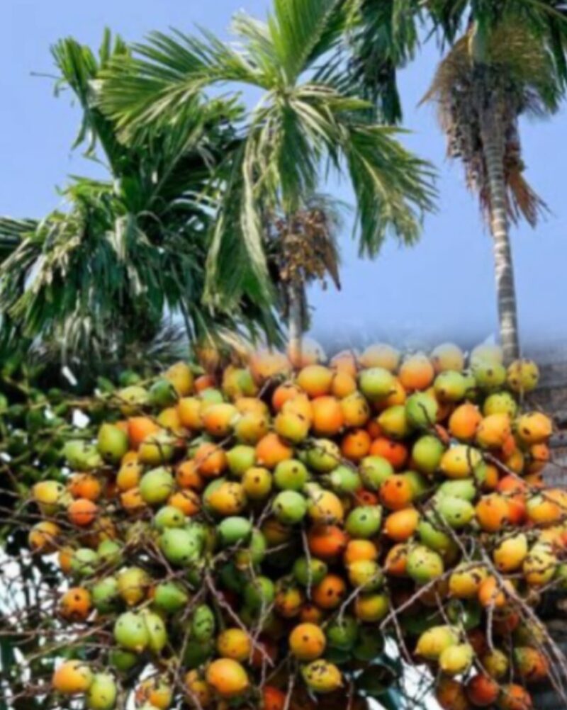 Buah pinang (Areca catechu L.) yang dikenal sebagai tanaman obat tradisional dengan berbagai manfaat kesehatan.