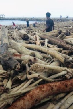 Pantai Tegal Dipenuhi Kayu Gelondongan Dampak Banjir Gunung Slamet