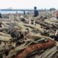 Tumpukan kayu gelondongan diduga dampak banjir bandang Gunung Slamet memenuhi Pantai Utara Desa Larangan, Kabupaten Tegal.