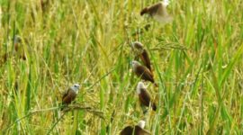 Burung-burung kecil tampak terbang dan hinggap di hamparan sawah padi yang menguning, menghadirkan harmoni alam dan ketenangan kehidupan.