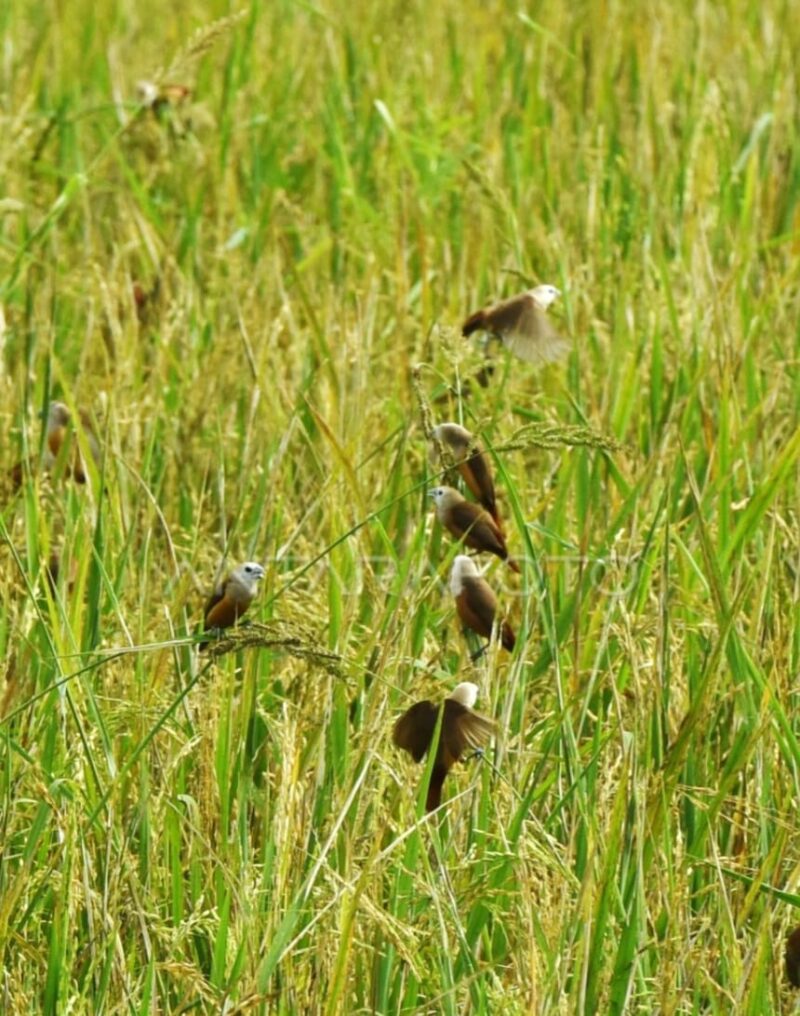 Burung-burung kecil tampak terbang dan hinggap di hamparan sawah padi yang menguning, menghadirkan harmoni alam dan ketenangan kehidupan.