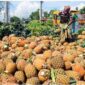 Aktivitas panen dan pengumpulan nanas oleh petani di Indonesia, negara dengan produksi nanas tertinggi di dunia.