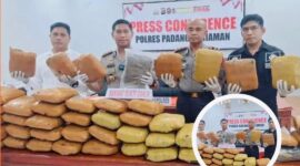 Satres Narkoba Polres Padang Pariaman menunjukkan 46 paket ganja kering yang berhasil disita dari rumah kontrakan di Korong Talao Mundam, Nagari Ketaping, Kecamatan Batang Anai.
