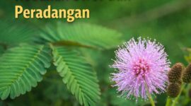 Daun Putri Malu (Mimosa pudica) menutup saat disentuh, sekaligus kaya manfaat kesehatan sebagai anti-inflamasi dan penenang saraf.