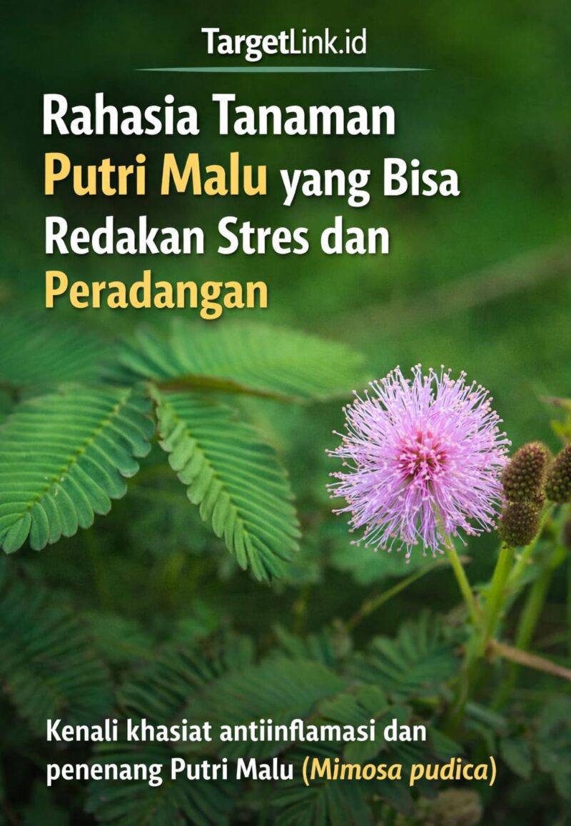 Daun Putri Malu (Mimosa pudica) menutup saat disentuh, sekaligus kaya manfaat kesehatan sebagai anti-inflamasi dan penenang saraf.
