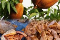 Biji mahoni (Swietenia macrophylla) yang banyak dimanfaatkan sebagai obat herbal tradisional.