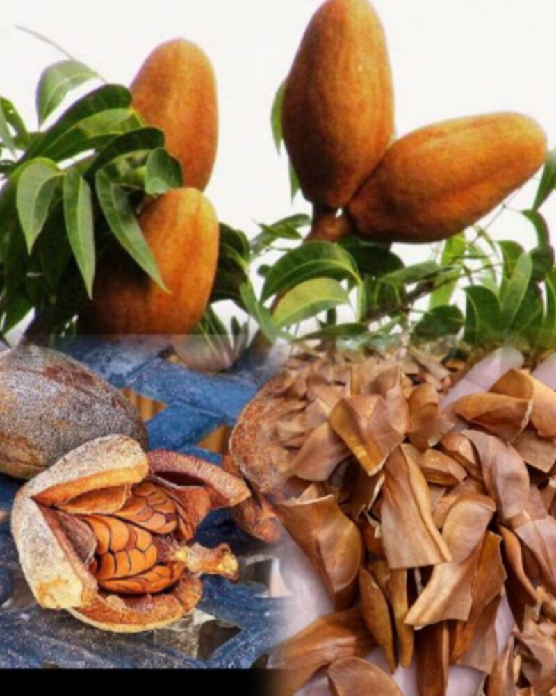 Biji mahoni (Swietenia macrophylla) yang banyak dimanfaatkan sebagai obat herbal tradisional.