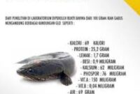 Ikan gabus kaya protein dan albumin alami membantu pemulihan cepat setelah operasi