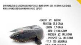 Ikan gabus kaya protein dan albumin alami membantu pemulihan cepat setelah operasi
