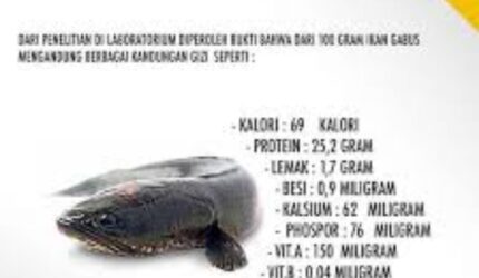 Ikan gabus segar untuk pasien pasca operasi