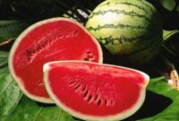 Buah semangka merah segar yang kaya kandungan air, vitamin C, dan antioksidan likopen untuk menjaga kesehatan tubuh.