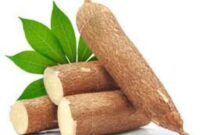 Singkong segar yang baru dipanen dengan daun hijau, menunjukkan pangan lokal bernutrisi tinggi yang kaya manfaat bagi kesehatan tubuh.