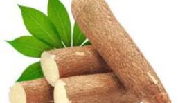 Singkong segar yang baru dipanen dengan daun hijau, menunjukkan pangan lokal bernutrisi tinggi yang kaya manfaat bagi kesehatan tubuh.