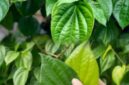 Daun sirih segar yang biasa digunakan sebagai bahan herbal tradisional untuk menjaga kesehatan tubuh secara alami.