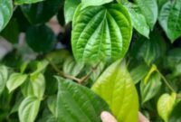 Daun sirih segar yang biasa digunakan sebagai bahan herbal tradisional untuk menjaga kesehatan tubuh secara alami.