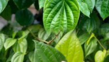 Daun sirih segar yang biasa digunakan sebagai bahan herbal tradisional untuk menjaga kesehatan tubuh secara alami.