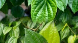 Daun sirih segar yang biasa digunakan sebagai bahan herbal tradisional untuk menjaga kesehatan tubuh secara alami.