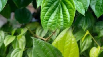 Daun sirih segar yang biasa digunakan sebagai bahan herbal tradisional untuk menjaga kesehatan tubuh secara alami.