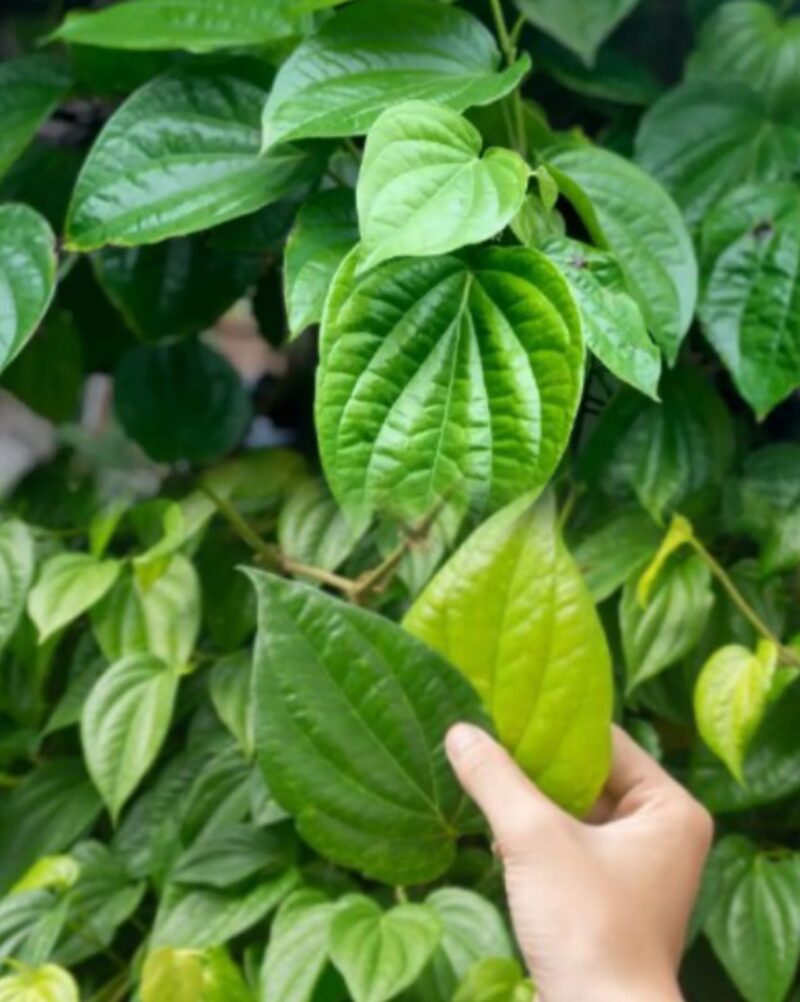 Daun sirih segar yang biasa digunakan sebagai bahan herbal tradisional untuk menjaga kesehatan tubuh secara alami.