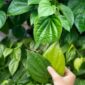 Daun sirih segar yang biasa digunakan sebagai bahan herbal tradisional untuk menjaga kesehatan tubuh secara alami.