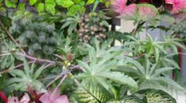 Ilustrasi beberapa jenis daun beracun yang harus dihindari manusia karena dapat menyebabkan iritasi dan keracunan.