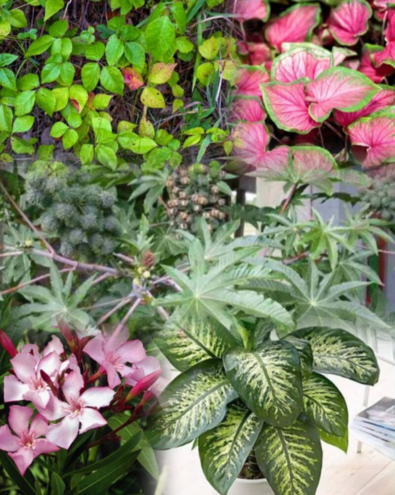 Ilustrasi beberapa jenis daun beracun yang harus dihindari manusia karena dapat menyebabkan iritasi dan keracunan.