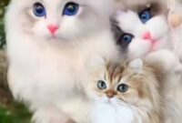 Kucing anggora putih dengan bulu panjang dan mata berbeda warna sedang duduk anggun di dalam rumah.