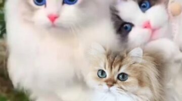 Kucing anggora putih dengan bulu panjang dan mata berbeda warna sedang duduk anggun di dalam rumah.