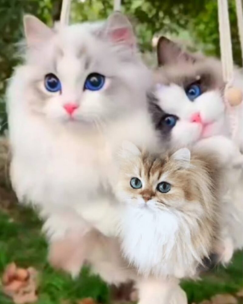 Kucing anggora putih dengan bulu panjang dan mata berbeda warna sedang duduk anggun di dalam rumah.