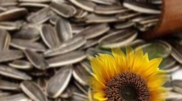 Kwaci atau biji bunga matahari panggang yang menjadi cemilan gurih dan populer.